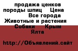 продажа ценков породы шпиц  › Цена ­ 35 000 - Все города Животные и растения » Собаки   . Крым,Ялта